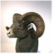 Big Horn Sheep "Pride of the Rockies"