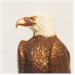 Bald Eagle "Kenai"