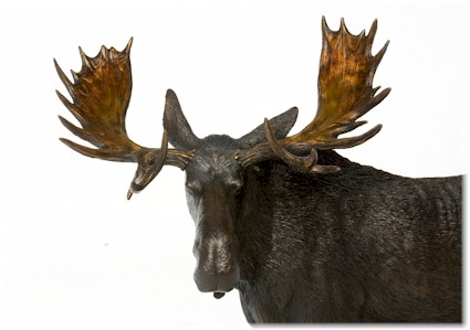Moose "Marsh Fellow"