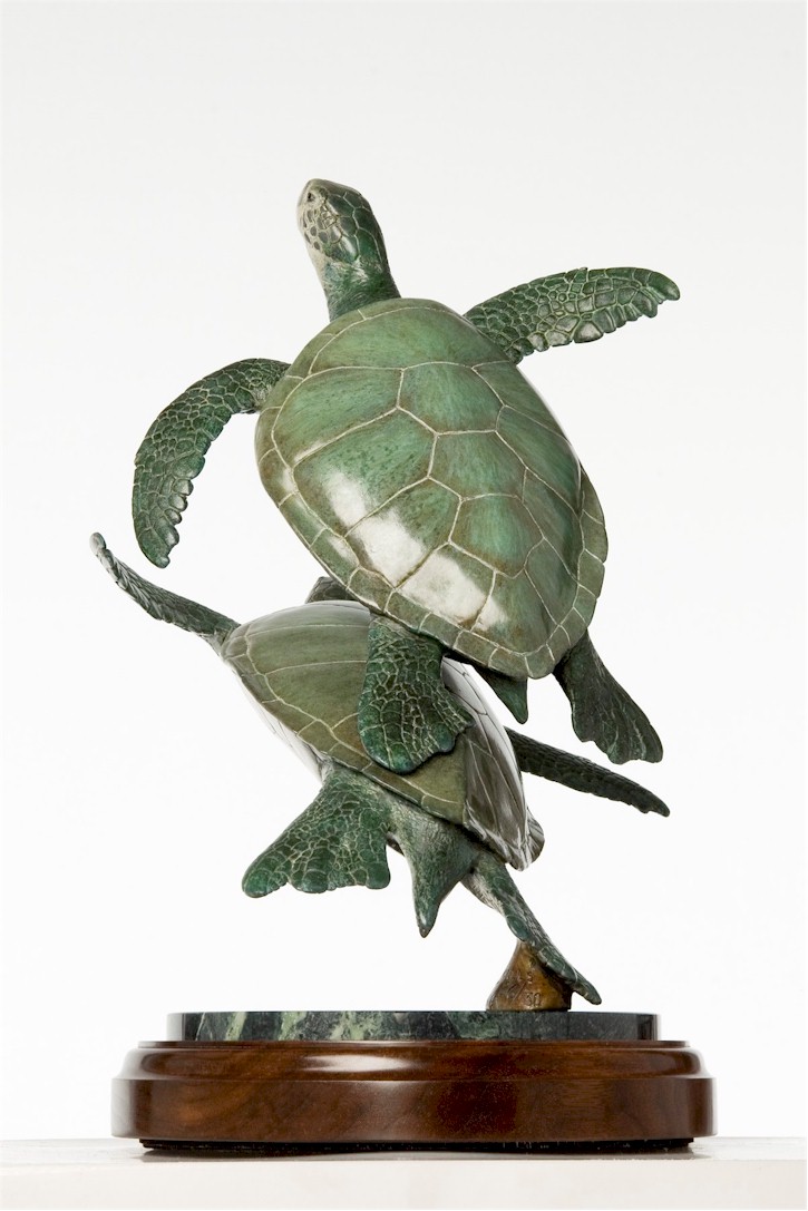 Green Sea Turtles - "Sea Shells"